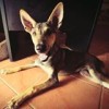 Vi sponsrar The Man That Rescues Dogs DogRescue_mini
